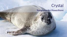  Presentation with antarctic - Amazing presentation design having leopard seal hydrurga leptonyx antarctic backdrop and a sky blue colored foreground