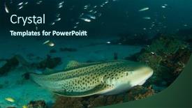  Presentation with shark - Audience pleasing presentation theme consisting of leopard-shark-also-known backdrop and a navy blue colored foreground