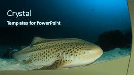  Presentation with shark - PPT theme featuring leopard-shark-also-known background and a ocean colored foreground