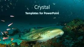  Presentation with shark - Cool new presentation with leopard-shark-also-known backdrop and a ocean colored foreground