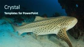  Presentation with shark - Theme consisting of leopard-shark-also-known background and a navy blue colored foreground