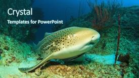  Presentation with shark - Beautiful PPT layouts featuring leopard shark also known backdrop and a ocean colored foreground