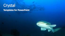  Presentation with shark - Beautiful slides featuring leopard shark and fish school backdrop and a gray colored foreground