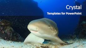  Presentation with shark - Cool new presentation theme with leopard shark and scuba diver backdrop and a ocean colored foreground