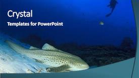  Presentation with shark - Slides enhanced with leopard shark and scuba diver background and a dark gray colored foreground