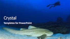  Presentation with shark - Beautiful theme featuring leopard shark and scuba diver backdrop and a navy blue colored foreground