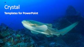  Presentation with shark - PPT layouts having leopard shark zebra shark background and a gray colored foreground