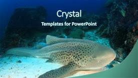  Presentation with shark - Colorful theme enhanced with leopard shark zebra shark backdrop and a navy blue colored foreground
