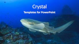  Presentation with shark - Cool new slide set with leopard shark zebra shark backdrop and a dark gray colored foreground