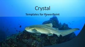  Presentation with shark - PPT layouts featuring leopard shark zebra shark background and a arctic colored foreground