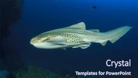  Presentation with shark - PPT theme having leopard shark zebra shark background and a navy blue colored foreground
