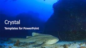  Presentation with divers - Colorful slide deck enhanced with leopard shark zebra shark backdrop and a  colored foreground