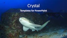  Presentation with shark - PPT theme featuring leopard shark zebra shark background and a  colored foreground