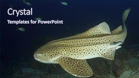  Presentation with shark - Audience pleasing theme consisting of leopard shark zebra shark backdrop and a navy blue colored foreground