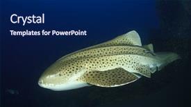  Presentation with shark - Amazing PPT theme having leopard shark zebra shark backdrop and a navy blue colored foreground