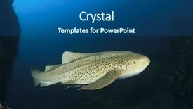  Presentation with shark - Beautiful PPT theme featuring leopard shark backdrop and a ocean colored foreground