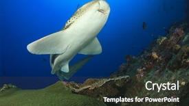 Presentation with shark - Presentation enhanced with leopard shark background and a  colored foreground