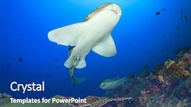 Presentation with shark - PPT theme consisting of leopard shark background and a ocean colored foreground