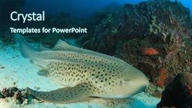  Presentation with shark - Amazing PPT theme having leopard shark backdrop and a  colored foreground