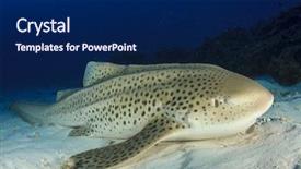  Presentation with shark - PPT theme featuring leopard shark background and a navy blue colored foreground