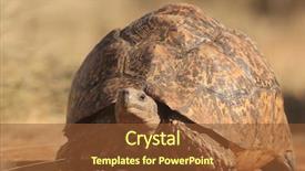  Presentation with tortoise - Presentation theme with leopard tortoise african tortoise species background and a tawny brown colored foreground