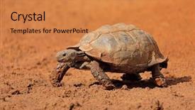  Presentation with south africa - Theme with leopard tortoise stigmochelys pardalis walking background and a coral colored foreground