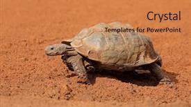  Presentation with tortoise - Beautiful theme featuring leopard tortoise stigmochelys pardalis walking backdrop and a coral colored foreground