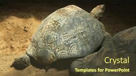  Presentation with tortoise - Colorful slide set enhanced with leopard-tortoise-stigmochelys-pardalis-wildlife backdrop and a tawny brown colored foreground