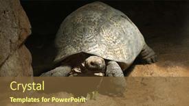  Presentation with tortoise - Audience pleasing theme consisting of leopard-tortoise-stigmochelys-pardalis-wildlife backdrop and a tawny brown colored foreground