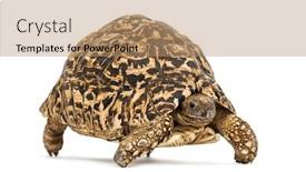  Presentation with tortoise - Audience pleasing slide set consisting of leopard tortoise stigmochelys pardalis in front of white background backdrop and a coral colored foreground