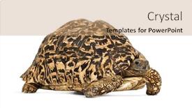  Presentation with tortoise - Amazing presentation theme having leopard tortoise stigmochelys pardalis backdrop and a coral colored foreground