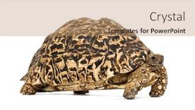  Presentation with tortoise - PPT layouts enhanced with leopard tortoise stigmochelys pardalis background and a coral colored foreground