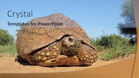  Presentation with south africa - Audience pleasing slides consisting of leopard-tortoise-stigmochelys-pardalis backdrop and a light blue colored foreground