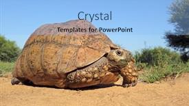  Presentation with south africa - Amazing PPT theme having leopard-tortoise-stigmochelys-pardalis backdrop and a light blue colored foreground