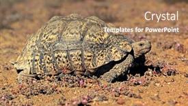  Presentation with tortoise - Beautiful PPT layouts featuring leopard-tortoise-stigmochelys-pardalis backdrop and a coral colored foreground