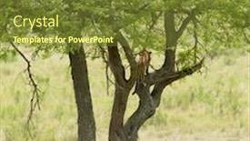  Presentation with scientific - PPT theme featuring leopard-up-a-tree-scientific background and a tawny brown colored foreground