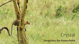 Presentation with name - PPT theme consisting of leopard-up-a-tree-scientific background and a yellow colored foreground