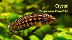  Presentation with fish aquarium - Presentation consisting of lepidiolamprologus fish swimming underwater background and a tawny brown colored foreground