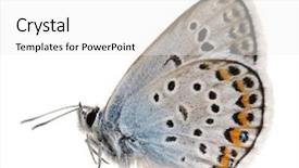  Presentation with butterfly - Beautiful slides featuring lepidoptera called also hairstreak butterfly backdrop and a white colored foreground