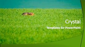  Presentation with field - Slide set consisting of wild hare in the green background and a  colored foreground