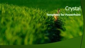 Presentation with rural india paddy field green - Colorful theme enhanced with wild hare in the green backdrop and a  colored foreground
