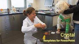  Presentation with wounded - Presentation theme featuring veterinarian giving bandage to the wounded dog background and a tawny brown colored foreground