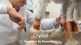  Presentation with dog - Beautiful theme featuring suture medical - veterinarian removing bandage by dog backdrop and a coral colored foreground