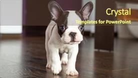  Presentation with deliberate living - PPT layouts having les danger de la maison - french bulldog puppy background and a tawny brown colored foreground