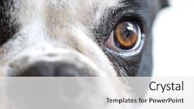  Presentation with eye - Amazing presentation theme having les symbole de dangereux - eye contact with dangerous looking backdrop and a white colored foreground