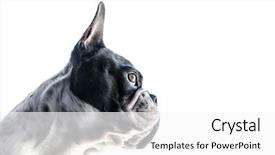  Presentation with brown sugar isolated on white - Theme featuring les symbole de dangereux - french bulldog portrait isolated background and a  colored foreground