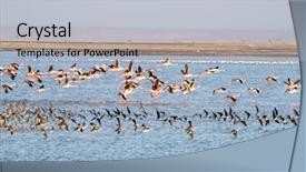  Presentation with kenya - Audience pleasing slide set consisting of lesser and greater egyptian geese backdrop and a lemonade colored foreground