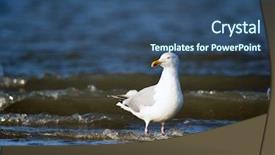  Presentation with black sea - Presentation design featuring lesser black-backed gull standing in the surf of te sea background and a ocean colored foreground