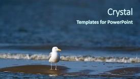  Presentation with black sea - Beautiful PPT layouts featuring lesser black-backed gull standing in the surf of te sea backdrop and a ocean colored foreground
