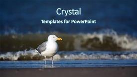  Presentation with black sea - Cool new PPT theme with lesser black-backed gull standing in the surf of te sea backdrop and a ocean colored foreground